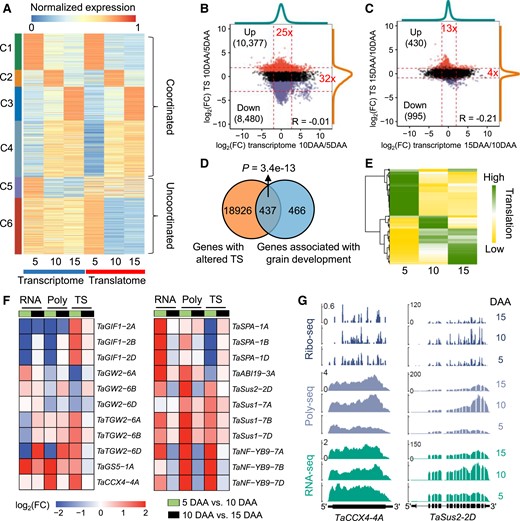 Translational dynamics of gene expression during grain development. A) Coexpression of differentially expressed genes (DEGs) at the transcriptional and translational levels at 3 different grain development stages (5, 10, and 15 d after anthesis). For the transcriptome and translatome, the expression values (FPKMs) were normalized by dividing by the maximum FPKM at the transcriptional or translational level. The K-means method was employed to identify coexpression clusters. B and C) Scatterplots showing the fold changes of the translation state (TS) and transcriptional expression levels during grain development. The transitions from 5 d after anthesis (DAA) to 10 DAA B) and from 10 to 15 DAA C) were analyzed. Dashed lines represent the 2.5 and 97.5 percentiles. The fold changes of the mRNA abundance ratio B) and TS ratio C) between the 2.5 and 97.5 percentiles are indicated in red text, respectively. Red and purple points indicate genes with upregulated and downregulated TSs, respectively. D) The Venn diagram shows that most of the genes involved in grain development have an altered TS. The genes involved in grain development were taken from the literature (Yao et al. 2018; Chen et al. 2020b). P-value, hypergeometric test. E) Translational expression patterns of 437 grain development–related genes with altered TS. The Z-scores of the expression levels of each gene at the translational level were visualized. The high Z-score on the gradient scale represents the high expression levels at the translational level. F) Expression profiles of 9 functional genes. Differential expression and translation analyses were performed. G) Total mRNA (RNA-seq), polysomal mRNA (Poly-seq), and ribosome footprint (Ribo-seq) read coverage on key genes regulating wheat grain development and filling. The read coverage was normalized by the million reads mapped to nuclear coding sequences.