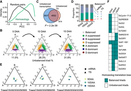 Expression bias of homoeologs at the translational level. A) Pearson correlation coefficients (PCCs) of the translation state (TS) between homoeolog triads (green) and random (black) gene pairs. B) Ternary plots showing the relative TSs of triads in grains at 5 d after anthesis (DAA), 10, and 15 DAA. Each point corresponds to a gene triad with an A, B, and D coordinate. The color indicates the homoeolog bias pattern. The bottom percentage is the proportion of unbalanced homoeolog triads. The unbalanced group consists of 6 other groups of triads, excluding the balanced triads. C) Overlap between the triads with unbalanced transcriptional expressions and the triads with unbalanced TSs. P-value, hypergeometric test. Triads were combined for the 3 developmental stages. D) Summary of the homoeolog expression bias patterns at the transcriptional and translational levels in 5-, 10-, and 15-DAA grains. The ordinate shows the proportion of each triad group. The right panel indicates whether homoeolog triads in each group have balanced mRNA abundance or TE. E) Several examples show the unbalanced TSs between the homoeolog triads that are balanced at the transcriptional level. The relative TS of each triad was calculated. F) Unbalanced translation of triads of the well-known genes involved in grain development. Each block represents a homoeolog triad.