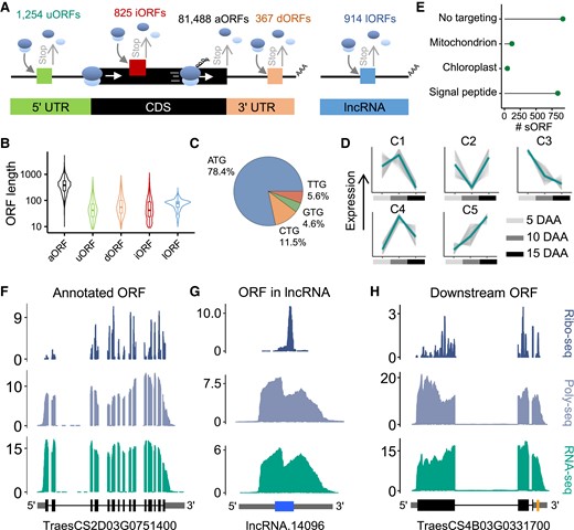 Genome-wide identification and characterization of actively translated open reading frames (ORFs). A) Summary of the ORFs identified, including the upstream ORFs (uORFs), annotated ORFs (aORFs), downstream ORFs (dORFs), internal ORFs (iORFs), and ORFs in lncRNAs (lORFs). B) Size distribution of the identified ORFs. The lengths were normalized. C) Start-codon usage of the identified ORFs. Numbers within the plots represent the percentages of ORFs with different start-codon usages. D) Translational expression patterns of the identified short ORFs (sORFs), which contain fewer than 300 nucleotides. Expression values were scaled to Z-scores. The K-means method was used to construct coexpression clusters of sORFs. The thick line in the middle represents mean. E) Predicted subcellular localization of the proteins encoded by sORFs. The TargetP software (Almagro Armenteros et al. 2019) was used here. F–H) Coverage of RNA-seq, Poly-seq, and Ribo-seq in examples of an aORF F), lORF G), and dORF H). Read coverage was normalized by the million reads mapped to nuclear coding sequences. The gene model of the aORF is well supported by the sequencing reads F). In long noncoding RNA (lncRNA), the sequencing reads support the expression of a lORF G). Sequencing reads in aORFs provided strong support for dORFs H).