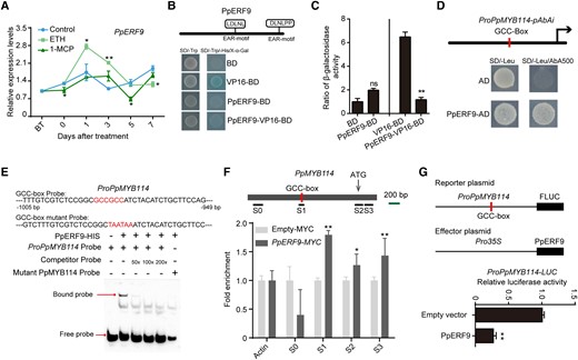 Ethylene-induced PpERF9 represses PpMYB114 transcription. A) Expression pattern of PpERF9 in “Hongzaosu” pear fruit following ethephon and 1-MCP treatments. B) Transcriptional repression associated with PpERF9 in yeast cells. C) The β-galactosidase activities reflect the transcriptional repression by PpERF9. D) A Y1H assay indicated that PpERF9 can bind directly to the PpMYB114 promoter containing a GCC-box. E) An EMSA confirmed that PpERF9 binds directly to the GCC-box in the PpMYB114 promoter. The hot probe was a biotin-labeled fragment of the PpMYB114 promoter containing the GCC-box, whereas the competitor probe was an unlabeled probe (50-, 100-, and 200-fold molar excess). The mutant cold probe was the same as the labeled hot probe but with GCCGCC mutated to TAATAA. The His-tagged PpERF9 protein was purified. F) ChIP-qPCR assay results reflected the in vivo binding of PpERF9 to the PpMYB114 promoter. Cross-linked chromatin samples were extracted from PpERF9-MYC-overexpressing pear calli with 3 biological replicates and precipitated with an anti-MYC antibody. Eluted DNA was used to amplify the sequences neighboring the GCC-box by qPCR. Four regions (S0 to S3) were examined. The bar indicates the length of 200 bp. Pear calli overexpressing the MYC sequence were used as a negative control. Three biological replicates of pear calli were used in the ChIP assay. G) A dual-luciferase assay demonstrated that PpERF9 directly inhibits PpMYB114 promoter activity. The promoter of PpMYB114 was cloned into the pGreenII 0800-LUC (firefly luciferase) vector, and the full-length CDS of PpERF9 was cloned into the pGreenII 0029 62-SK vector. The empty vector of SK was used as control. The relative luciferase activity was analyzed. Error bars represent the standard deviation of 3 biological replicates. Asterisks indicate significantly different values (*P < 0.05 and **P < 0.01).