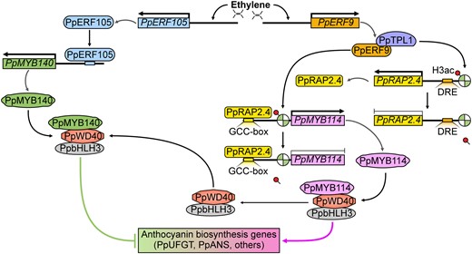Proposed model for the ethylene-inhibited anthocyanin biosynthesis via the PpERF9-PpTPL1 co-repressor complex-mediated histone deacetylation in pear fruit. In the presence of ethylene, the expression of PpERF9 is induced. Additionally, PpERF9 interacts with the PpTPL1 co-repressor to form a complex that removes the acetyl group on histone H3 and maintains a low H3ac level in the promoter regions of PpERF9-targeted genes (PpRAP2.4 and PpMYB114) to repress their expression. On the one hand, PpERF9 binds to the PpMYB114 promoter and inhibits its expression via PpERF9-PpTPL1-mediated histone deacetylation, directly inhibiting anthocyanin biosynthesis in pear fruit. On the other hand, PpERF9 inhibits the expression of PpRAP2.4 via histone deacetylation. PpRAP2.4 induces the expression of PpMYB114 by binding to its promoter. Thus, a PpERF9-PpRAP2.4-PpMYB114 regulatory pathway inhibits anthocyanin biosynthesis in pear fruit. Furthermore, ethylene signaling also induces the expression of PpERF105, which then activates PpMYB140, a transcriptional repressor of anthocyanin biosynthesis by competing with PpMYB114 to form the MBW complex, which finally inhibits anthocyanin biosynthesis in pear fruit.
