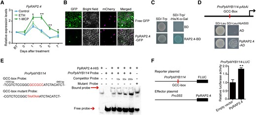 Ethylene-repressed PpRAP2.4 induces PpMYB114 transcription. A) Expression pattern of PpRAP2.4 in “Hongzaosu” pear fruit following ethephon and 1-MCP treatments. B) Subcellular localization of PpRAP2.4 in N. benthamiana leaf cells. C) Transcriptional activation associated with PpRAP2.4 in yeast cells. D) A Y1H assay indicated that PpRAP2.4 can bind to the PpMYB114 promoter containing a GCC-box in vitro. E) An EMSA confirmed PpRAP2.4 binds to the GCC-box in the PpMYB114 promoter in vitro. The probe was a biotin-labeled fragment of the PpMYB114 promoter containing the GCC-box, whereas the competitor probe was an unlabeled probe (10-, 50-, and 200-fold molar excess). The mutant cold probe was the same as the labeled hot probe but with GCCGCC mutated to TAATAA. The His-tagged PpRAP2.4 protein was purified and 3 µg PpRAP2.4-His protein was used for EMSA. F) A dual-luciferase assay indicated that PpRAP2.4 activates the PpMYB114 promoter in vivo. The promoter of PpMYB114 was cloned into the pGreenII 0800-LUC (firefly luciferase) vector, and the full-length CDS of PpRAP2.4 was cloned into the pGreenII 0029 62-SK vector. The empty vector of pGreenII 0029 62-SK was used as control. The relative luciferase activity was analyzed. Error bars represent the standard deviation of 3 biological replicates. Asterisks indicate significantly different values (*P < 0.05 and **P < 0.01).