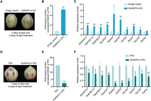 PpRAP2.4 positively regulates anthocyanin biosynthesis in “Hongzaosu” pear fruit. A) Transient overexpression of PpRAP2.4 in fruit. PpARAP2.4 was cloned into pCAMBIA1301 vector with a 35S promoter, and the empty vector (pCAMBIA1301) was used as the negative control. The plasmids were transformed into A. tumefaciens EHA105. After injection, the pear fruits were placed in dark for 3 d and then treated with strong light for 3 d. Then the phenotypes were examined. B) Total anthocyanin content in fruit transiently overexpressing PpRAP2.4. C) Expression patterns of genes related to anthocyanin biosynthesis in fruit transiently overexpressing PpRAP2.4. D) Transient silencing of PpRAP2.4 in fruit. The empty vector (pTRV1 + pTRV2) was used as the negative control. Pear fruits were placed in darkness for 1 d and then treated with strong light for 6 d. E) Total anthocyanin content in fruit in which PpRAP2.4 was transiently silenced. F) Expression patterns of genes related to anthocyanin biosynthesis in fruit in which PpRAP2.4 was transiently silenced. Error bars represent the standard deviation of 3 biological replicates. Asterisks indicate significantly different values (*P < 0.05 and **P < 0.01).