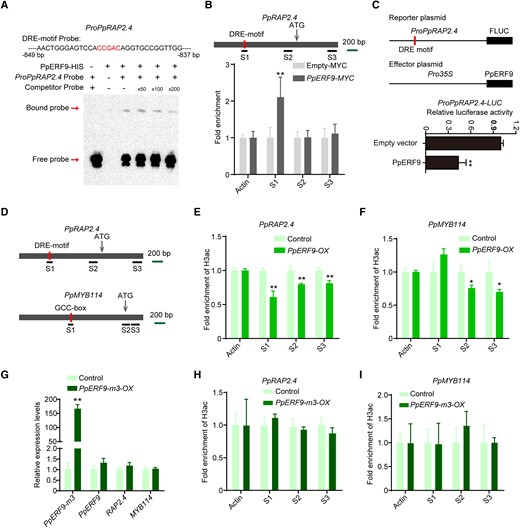 PpERF9 represses PpRAP2.4 transcription and the suppressive effect of PpERF9 on anthocyanin biosynthesis depends on histone deacetylation. A) An EMSA indicated that PpERF9 can bind directly to the PpRAP2.4 promoter. The hot probe was a biotin-labeled fragment of the PpRAP2.4 promoter containing the DRE motif, whereas the competitor probe was an unlabeled probe (50-, 100-, and 200-fold molar excess). The His-tagged PpRAP2.4 protein was purified. B) A ChIP-qPCR assay revealed the in vivo binding of PpERF9 to the PpRAP2.4 promoter. Cross-linked chromatin samples were extracted from PpERF9-MYC-overexpressing pear calli and then precipitated with an anti-MYC antibody. Eluted DNA was used to amplify the sequences surrounding the binding site by qPCR. Three regions (S1 to S3) were examined. Pear calli overexpressing the empty-MYC sequence were used as the negative control. The ChIP assay was repeated 3 times, and the enriched DNA fragments in each ChIP were used as 1 biological replicate for the qPCR. C) A dual-luciferase assay demonstrated that PpERF9 directly inhibits PpRAP2.4 promoter activity in vivo. D) Schematic diagram of the primers used in the ChIP-qPCR assay. E) ChIP-qPCR results reflecting the H3ac levels at the PpRAP2.4 locus in control and PpERF9-OX pear calli. F) ChIP-qPCR results reflecting the H3ac levels at the PpMYB114 locus in control and PpERF9-OX pear calli. G) Expression levels of PpERF9-m3, PpERF9, PpRAP2.4, and PpMYB114 in PpERF9-m3-OX pear calli and control pear calli after light treatment. Pear calli were incubated under strong light at 17°C for 5 d. H) ChIP-qPCR results reflecting the H3ac levels at the PpRAP2.4 locus in control and PpERF9-m3-OX pear calli. I) ChIP-qPCR results reflecting the H3ac levels at the PpMYB114 locus in control and PpERF9-m3-OX pear calli. Cross-linked chromatin samples were extracted from control, PpERF9-OX and PpERF9-m3-OX pear calli and then precipitated with an anti-H3ac antibody. Error bars represent the standard deviation of 3 biological replicates. Asterisks indicate significantly different values (*P < 0.05 and **P < 0.01).
