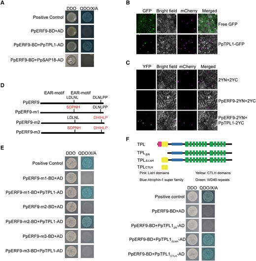 PpERF9 interacts with PpTPL1. A) Interaction between PpERF9 and PpTPL1 in a yeast two-hybrid assay, with pGADT7-T and pGBKT7-53 as positive controls. DDO, SD/−Trp/−Leu medium; QDO/X/A, SD/−Trp/−Leu/−Ade/−His medium with X-α-gal and Aureobasidin A. B) Subcellular localization of PpTPL1 in N. benthamiana leaf cells. C) Physical association between PpTPL1 and PpERF9 confirmed by a BiFC assay. Bars = 25 µm. D) Schematic diagram of the domain structures of the PpERF9 protein in the wild-type control and in the generated mutants. E) Yeast two-hybrid assays indicated that PpTPL1 interacts with either EAR motif in PpERF9. A mutation to only 1 of the EAR motifs in PpERF9 did not affect the interaction between PpERF9 and PpTPL1. However, the interaction was eliminated when both EAR motifs were mutated. F) Schematic diagram of the domain structures of the PpTPL1 protein in the wild-type control and in the generated mutants. Yeast two-hybrid assays indicated that PpERF9 interacts with the CTLH domain of PpTPL1.