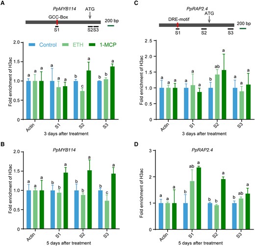 Ethylene inhibits pear anthocyanin biosynthesis via histone deacetylation. A and B) ChIP-qPCR results reflecting the H3ac levels at the PpMYB114 locus in “Hongzaosu” pear fruit treated with ethephon and 1-MCP for 3 d A) and 5 d B). C and D) ChIP-qPCR results reflecting the H3ac levels at the PpRAP2.4 locus in “Hongzaosu” pear fruit treated with ethephon and 1-MCP for 3 d C) and 5 d D). Cross-linked chromatin samples were extracted from “Hongzaosu” pear fruit peels treated with ethephon and 1-MCP and then precipitated with an anti-H3ac antibody. Error bars represent the standard deviation of 3 biological replicates. Different lowercase letters above the error bars indicate significant differences according to a one-way ANOVA with Tukey's test (P < 0.05).