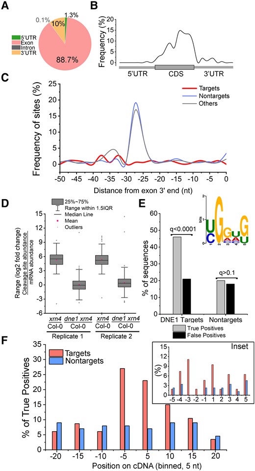 Features of DNE1 cleavage sites identified from seedling GMUCT analysis. A) DNE1 cleavage sites predominantly occur within exons. Pie chart showing the percentage of DNE1 cleavage sites (MaxSeq and Major internal) within distinct RNA regions. Cleavage sites are described in Fig. 2. B) Metagene analysis showing distribution of DNE1 cleavage sites across the length of mRNA transcripts. The regions (5′ UTR, CDS, and 3′ UTR) from TAIR10 mRNAs were individually binned spanning 1% of their total length, and the occurrence of cleavage sites within each bin was determined. C) DNE1 cleavage sites are not enriched near exon–exon junctions. Distribution of the relative frequency of cleavage site (targets, N = 185 sites in CDS) occurrences in the 50 nt region upstream of an exon–exon junction. The frequency of 5′P site occurrences within nontarget and other transcripts is also shown. D) DNE1 regulates cleavage site abundance of target transcripts. FC of cleavage site abundance (GMUCT) compared with FC of mRNA abundance (RNA-seq) for DNE1 target transcripts (Supplemental Data Set S1). E) Enrichment of a G-rich YGGWG sequence near DNE1 cleavage site. The YGGWG motif logo was generated using the MEME motif discovery tool (MEME Suite 5.5.0) using the Differential Enrichment function (E = 0.001) by comparing DNE1 target sequences against a control set (see description below). Histogram bars, enrichment of YGGWG motif shown as a percentage of true and false positives for DNE1 targets and nontarget sequences using the SEA analysis (MEME suite). Q-values are FDR-adjusted P-values. F) Distribution of G-rich sequences near DNE1-dependent 5′P sites. Position of YGGWG occurrences among true positive sequences (DNE1 target and nontarget) from E. A window (bin size = 5 nt) flanking the 5′P site (at position 1) is shown. Inset, frequency of YGGWG occurring within a 5-nt (bin size = 1 nt) sequence on either side of 5′P site (at position 1). For C) and E), data sets were targets, transcripts that contain DNE1 cleavage sites as described in Fig. 2; nontargets, transcripts that contain 5′P sites with no change in accumulation between xrn4 and dne1 xrn4 (log2 FC ≥ −0.25 and ≤0.25; N = 486); and others, XRN4-insensitive transcripts that contain 5′P sites with no change in accumulation between xrn4 and Col-0 (log2 FC ≥ −0.25 and ≤ 0.25; N = 3,214) and excludes targets and nontargets. For the MEME analysis, XRN4-sensitive sequences (xrn4/Col-0 log2 FC > 1; N = 1,186) were used as a control set. Only 5′P sites within CDS of nuclear-encoded protein-coding transcripts that did not overlap with decapped sites were included in the analysis.