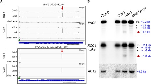 Examples of DNE1 cleavage sites detectable in xrn4. A) Decay (D) plots from GMUCT libraries showing increased abundances at DNE1 cleavage sites within PAO2 and RCC1-Like transcripts in xrn4 seedlings. Decay profiles for these transcripts from PARE libraries are shown in Supplemental Fig. S6. Y axis, CPM; arrow, MaxSeq; triangle, decapping site; gene structure from IGV shows introns and exons. Hatched bar, position of the 3′ probe used for RNA blots in B. B) RNA blot analysis of 3′ RNA fragments in xrn4 seedlings that correspond to decay intermediates from the DNE1 cleavage sites in A. ACT2 is shown as a loading control. Total RNA blots are representative of at least three biological replicates. Molecular weights of the hybridization bands were determined by comparing them with the 0.5 to10 kb RNA ladder (Life Technologies) that was loaded on the gel. FL, full-length transcript; asterisk, nonspecific bands; arrow, 3′ RNA fragment.