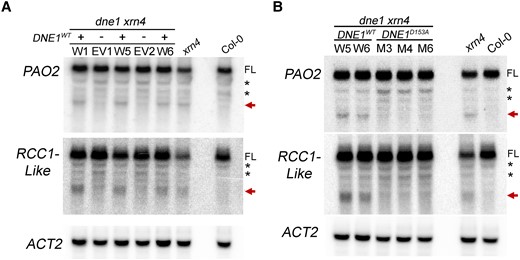 Key residue within the NYN domain of DNE1 is required for the production of 3′ RNA fragments. RNA blot analysis of 3′ RNA fragments of PAO2 and RCC1-Like transcripts in two-week-old dne1 xrn4 seedlings expressing different transgenic constructs. Independent T2 lines carrying empty vector (−) or overexpressing DNE1 (+) either as a WT or an active-site (D153A) mutant copy were assayed. A) RNA levels are shown for plants expressing either the CFP-tagged wild-type coding sequence of DNE1 (DNE1WT, W) or the 35S:CFP empty vector (EV). B) Transgenic plants overexpressing either the CFP-tagged wild-type coding sequence of DNE1 (DNE1WT, W) or the corresponding D153A active-site mutant of DNE1 (DNE1D153A, M). Total RNA blots are representative of two independent biological replicates. The position of the D153 residue is shown in Fig. 1B. Levels in Col-0 and xrn4 are shown alongside. ACT2 is shown as a loading control. Molecular weights of the bands were determined as per the legend of Fig. 5B. FL, full-length transcript; asterisk, nonspecific bands; arrow, 3′ RNA fragment.