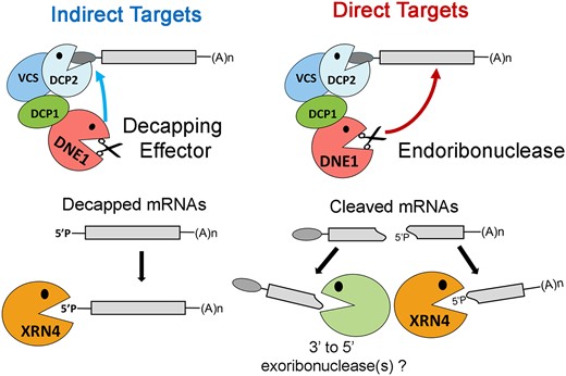 Model showing the dual role of DNE1 in cytoplasmic mRNA decay. DNE1 can act as a decapping effector promoting mRNA decapping and 5′ to 3′ decay of mRNAs in an indirect manner. Direct targets are cleaved by the endoribonuclease action of DNE1, and the resulting cleaved RNA fragments are degraded by XRN4 (5′ to 3′ decay) and other exoribonucleases (3′ to 5′ decay). Whether or not DNE1 needs to be associated with DCP1 to cleave direct mRNA targets is unknown.