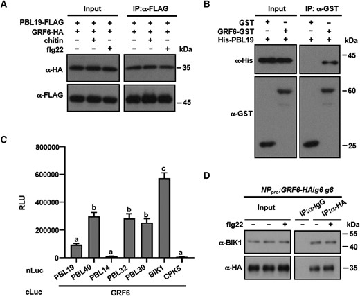 GRFs interact with PBL19 and other RLCKs. A) GRF6 interacts with PBL19 in Arabidopsis protoplasts. Col-0 protoplasts expressing the indicated constructs were treated with chitin or flg22 or neither, and Co-IP assays were performed and detected with anti-FLAG and anti-HA immunoblots. B) GRF6 interacts with PBL19 in vitro. His-tagged PBL19 was incubated with either GST-tagged GRF6 recombinant protein or GST. GST pull-down assays were performed, and input and immunoprecipitated proteins were detected using anti-GST and anti-His antibodies. C) GRF6 interacts with multiple RLCK VII members. The indicated Nluc and Cluc constructs were transiently expressed in N. benthamiana for luciferase complementation assays. Data are presented as mean relative luminescence units (RLUs) ± se. Different letters indicate significant differences at P < 0.05 (n = 12, one-way ANOVA, Tukey post-test). CPK5 was used as a negative control. D) Co-IP assays showing that BIK1 interacts with GRF6 in vivo. Ten-day-old seedlings were treated with or without flg22 and then samples were harvested. Total proteins were extracted and subsequently incubated with anti-IgG Affinity Gel and the HA antibody. The total and precipitated proteins were examined by immunoblotting using antibodies against BIK1 and HA, respectively. Each experiment was repeated at least 3 times with similar results, and results from one representative experiment are shown.