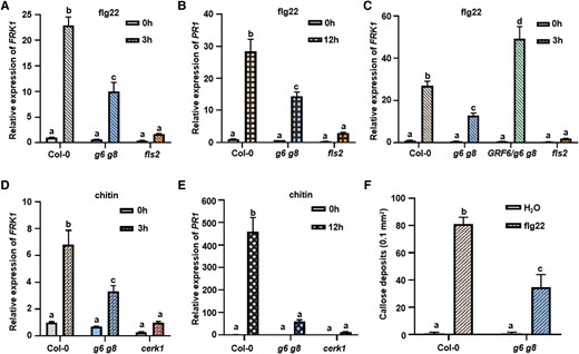 14-3-3 are required for specific PTI responses. A–C) GRF6 is essential for flg22-induced FRK1 expression. Ten-day-old seedlings were sprayed with flg22 or water, and samples were harvested 3 h later. ACTIN1 was used as the internal standard for normalization. The fls2 mutant in Fig. 2, A to C was used as a negative control. D and E) Chitin-induced expression of FRK1 (D) and PR1 (E) was impaired in g6 g8 mutant plants. Ten-day-old seedlings were sprayed with chitin, and samples were harvested 0, 3, or 12 h later. ACTIN1 was used as the internal standard for normalization. The cerk1 mutant was used as a negative control of chitin treatment. F) Flg22-triggered callose deposition is impaired in g6 g8 mutant plants. Error bars are presented as means ± Sd (n = 4). Each experiment was repeated 3 times with similar results. Each experiment was repeated 3 times with similar results, and data from one representative experiment are shown. Values are means ± Sd. Different letters indicate significant differences at P < 0.05 (n = 3 for A to E, n = 4 for F, 1-way ANOVA, Tukey post-test). Statistical analysis results are presented in Supplemental Data Set S1.