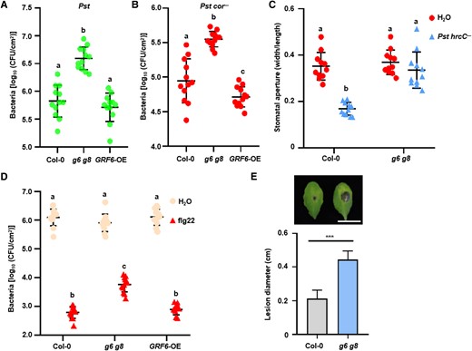 GRF6 and GRF8 are required for basal immunity against bacterial and fungal pathogens. A)g6 g8 mutant plants display increased susceptibility to Pst bacteria. Plants were sprayed with wild-type Pst DC3000, and bacterial populations in the leaf were counted 3 d later. B) The g6 g8 mutant displays increased bacterial entry into leaf tissues. Bacterial populations in the leaf were measured 1.5 h following soaking with Pst DC3000 cor−, and the bacterial number was then determined. C) The g6 g8 mutant is impaired in bacterium-induced stomatal closure. Leaf discs were soaked with Pst DC3000 hrcC−, and stomatal aperture was determined 1 h later. Stomatal aperture images were recorded by a microscope, and sizes were then calculated. D) GRF6 and GRF8 are required for flg22-induced resistance to Pst DC3000. Plants were pretreated with H2O or flg22 for 1 d and then infiltrated with Pst DC3000. Bacterial populations in the leaf were determined 2 d later. E) *** in E indicates a significant difference at P < 0.001 (n = 16, 2-tailed Student's t-test). Statistical analysis results are presented in Supplemental Data Set S1.