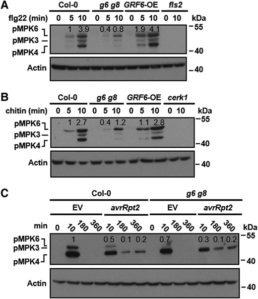 GRF6 and GRF8 are required for pattern-triggered MAP kinase activation. A and B) Pattern-triggered MAP kinase activation is impaired in g6 g8 double mutant plants. Seedlings were sprayed with flg22 (A) or chitin (B), and samples were harvested at the indicated times for immunoblot analysis using an anti-pERK antibody. MAP kinase activation is indicated by the accumulation of phosphorylated MPK3, MPK4, and MPK6 (abbreviated as pMPK3, pMPK4, and pMPK6). Anti-ACTIN immunoblotting was used as a loading control. C) MAP kinase activation in Col-0 and g6 g8 plants at different time points following inoculation with the indicated bacterial strains. Seedlings were infiltrated with Pst DC3000 carrying avrRpt2, and samples were harvested at the indicated times for immunoblotting analysis using an anti-pERK antibody. Anti-ACTIN immunoblotting was used as a loading control. Numbers above the lanes in the blots show relative band intensity quantified by Image J software and normalized to the level of actin. Each experiment was repeated 3 times with similar results, and results from one representative experiment are shown.