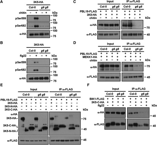 GRF6 and GRF8 are required for PBL19-MAPKKK5 interaction and MAPKKK5 phosphorylation. A and B) Pattern-triggered MAPKKK5 phosphorylation is impaired in g6 g8 mutant plants. Seedlings of Col-0 and g6 g8 transgenic lines (T3 generation) expressing MAPKKK5-HA were sprayed with solutions containing chitin (A) or flg22 (B), and proteins were affinity purified using an anti-HA antibody and detected by immunoblot analysis using anti-phosphoSer599 (pSer599) and anti-phosphoSer682 (pSer682) antibodies. 3K5: MAPKKK5. C and D) GRF6 and GRF8 are required for the interaction of PBL19 with MAPKKK5 (C) and MEKK1 (D). Protoplasts from Col-0 or g6 g8 plants expressing the indicated proteins were treated with chitin, and Co-IP was performed using an anti-FLAG antibody. E and F) GRF6 enhances the interaction of the MAPKKK5 C-terminus with PBL19 in Arabidopsis protoplasts. Protoplasts of the indicated genotypes were transfected with indicated constructs, and Co-IP was performed using an anti-FLAG antibody. Each experiment was repeated at least 3 times with similar results (3 times for A to E and 4 times for F), and results from one representative experiment are shown.