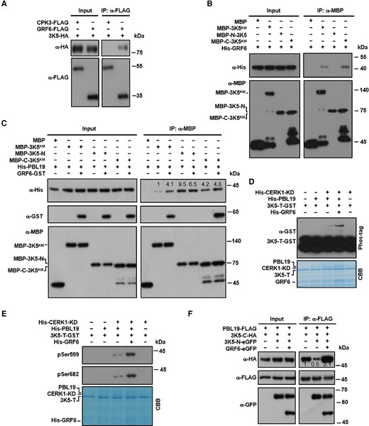 GRF6 promotes the access to and phosphorylation of the C-terminus of MAPKKK5 by PBL19. A) GRF6 interacts with MAPKKK5 in Arabidopsis protoplasts. Protoplasts from Col-0 were transfected with the indicated constructs, and Co-IP was performed using an anti-FLAG antibody. CPK3 was used as a negative control. B) GRF6 interacts with the C-terminus of MAPKKK5. His-tagged GRF6 recombinant protein was incubated with MBP-tagged kinase-dead (K375M; KM) variants of full-length or truncated MAPKKK5 proteins, and the interaction was tested in a MBP pull-down assay. C) GRF6 directly enhances the interaction of PBL19 with the MAPKKK5 C-terminus in vitro. GST-tagged GRF6 and His-tagged PBL19 recombinant proteins were incubated with MBP-tagged kinase-dead (KM) variants of full-length or truncated MAPKKK5. MBP pull-down assays were performed, and the pulled-down proteins were analyzed by immunoblotting using anti-His or anti-GST antibodies. D) GRF6 promotes the phosphorylation of the C-terminal tail of MAPKKK5 by PBL19. In the presence of the CERK1 kinase domain (CERK1-KD), MAPKKK5-T-GST was incubated with His-PBL19 with or without His-GRF6 protein. Total protein was analyzed by SDS-PAGE containing Phos-tag acrylamide, and proteins were detected by immunoblotting using an anti-GST antibody. E) GRF6 promotes the PBL19-mediated phosphorylation of MAPKKK5 at Ser599 and Ser682 in vitro. His-GRF6 was incubated with HIS-CERK1-KD, His-PBL19, and/or GST-MAPKKKT-T in kinase reaction buffer. Protein phosphorylation was detected by anti-pSer599 and pSer682 immunoblotting. F) GRF6 promotes the interaction between PBL19 and the C-terminus of MAPKKK5 in the presence of the added N-terminus. Protoplasts from Col-0 were transfected with the indicated constructs, and Co-IP was performed using an anti-FLAG antibody. Numbers above the lanes in the blots (C and F) show relative band intensities quantified by Image J software and normalized to the MBP signal (C) or the FLAG signal (F) in the IP products. The experiment of (A) was repeated 4 times, and the experiments of (B to F) were repeated 3 times. All of the experiments were with similar results, and results from one representative experiment are shown.