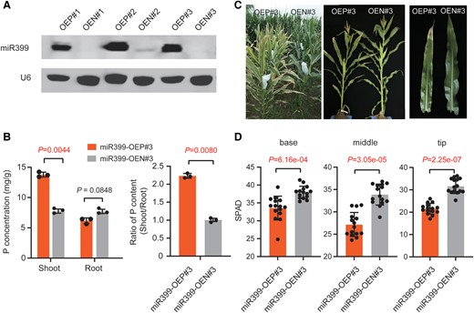Phenotype of field-grown miR399-overexpressing transgenic plants. A) RNA gel blot showing that mature miR399 accumulates in 3 independent transgenic lines (named OEP#1–OEP#3). A total of 10 µg total RNA from seedlings of each line was loaded per lane, and the membrane was hybridized with a biotin-labeled miR399 probe. U6 served as a loading control. OEP and OEN represent transgene-positive and transgene-negative plants, respectively, derived from the same transformation event. B) Total phosphorus (P) contents in shoots and roots of miR399-OEP and miR399-OEN lines. A representative transgenic strain, miR399-OE#3, was chosen and 3 biological replicates for each genotype were prepared for total P concentration measurement. Values are means ± SD; the P-values were determined by Student's t-test (Supplemental Data Set S6). C) Premature senescence phenotypes of miR399-OEP#3 and miR399-OEN#3 plants grown in the field. A field scene and representative plants at 15 d after pollination are shown. D) Quantification of total chlorophyll content (shown as SPAD values) in different parts (base, middle, and tip) of mature ear leaves from miR399-OEP#3 and miR399-OEN#3 after pollination. A total of 15 plants were measured for chlorophyll content for each genotype. Values are means ± SD; the P-values were determined by Student's t-test (Supplemental Data Set S6). SPAD represents total chlorophyll content, which was measured with a Konica Minolta SPAD 502 Plus instrument.