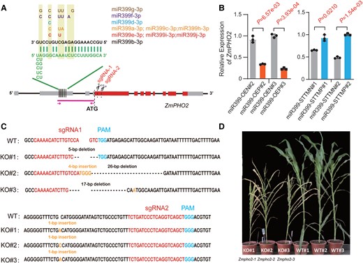 CRISPR/Cas9-mediated mutagenesis of ZmPHO2 causes premature senescence in maize. A) Diagram of the ZmPHO2 locus. Gray box, untranslated regions; red box, coding regions. Six predicted miR399 target sites (4 of them were experimentally validated by Du et al. (2018)) are located in the 5′ UTR. The sequences of the 6 sites are shown in green and those of the various miR399 members are shown in multiple colors. sgRNA-1 and sgRNA-2 represent 2 single-guide RNAs for CRISPR/Cas9-mediated editing. The magenta line segment with arrows indicates the 5′ UTR fragment used in dual-luciferase assays in Supplemental Fig. S7 and Fig. 7D. B) Relative ZmPHO2 expression as determined by RT-qPCR in miR399-OE and miR399-STTM transgene-positive lines and the corresponding negative controls. The P-values were calculated by Student’s t-test (Supplemental Data Set S6). ZmPHO2 expression was normalized to that of ZmUBI. C) Sequences of 3 homozygous knockout lines with insertions/deletions that truncate the ZmPHO2 open reading frame (named KO#1, KO#2, and KO#3). The wild-type (WT) sequence is shown at the top. sgRNA and protospacer-adjacent motif (PAM) sequences are in red and blue, respectively. The deletions are indicated by dashes, while the inserted nucleotides are shown in orange. D) Gross morphology of 3 Zmpho2 knockout lines and 3 wild-type lines.