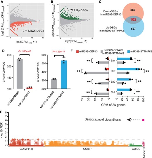 RNA-seq analysis reveals that miR399 might mediate pathogen and insect resistance in maize, in addition to affecting Pi responses. A) Differentially expressed genes (DEGs) in the miR399-OE transgene-positive line (miR399-OEP#3) compared with its transgene-negative line (miR399-OEN#3). A total of 971 downregulated genes (down DEGs) were detected in miR399-OEP#3. B) DEGs in the miR399-STTM transgene-positive line (miR399-STTMP#2) compared with its transgene-negative line (miR399-STTMN#2). A total of 729 upregulated genes (up DEGs) were detected in miR399-STTMN#2. C) Overlap of the downregulated DEGs in miR399-OEP#3 and upregulated DEGs in miR399-STTMP#2. D)ZmPHO2 expression in miR399-OE and miR399-STTM transgene-positive lines (miR399-OEP#3 and miR399-STTMP#2) and their corresponding transgene-negative lines (miR399-OEN#3 and miR399-STTMN#2). P-values were calculated by DESeq2 after multiple correction of the FDR. E) Gene ontology (GO) and KEGG pathway enrichment analyses of the 102 overlapping DEGs. Benzoxazinoid biosynthesis was the most highly enriched pathway. BP, biological process; MF, molecular function; CC, cellular component groups of GO. The total number of enriched categories in the GO or KEGG group is indicated in parentheses. F) Expression of several key Bx genes (Bx1 to Bx4) in the benzoxazinoid biosynthesis pathway in the miR399-OE and miR399-STTM transgene-positive lines and their corresponding transgene-negative lines. **P ≤ 0.01.