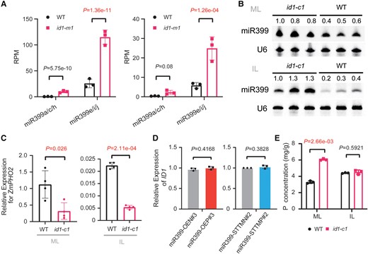 Mutation of ID1 promotes miR399 accumulation and facilitates Pi accumulation in maize. A) Abundance of miR399a/c/h and miR399e/i/j in the id1-m1 mutant and wild type (WT) based on small RNA-seq data (Minow et al. 2018). The left and right panels represent results of small RNA-seq in mature leaves and immature leaves, respectively. RPM, reads per million. Values are means ± SD. P-values were calculated by DESeq2 after multiple correction of the FDR. B) RNA gel blot detection of miR399 in mature leaves (ML) and immature leaves (IL) of the id1-c1 mutant and the wild type (WT). U6 served as an internal control. The numbers indicate the abundance of miR399 relative to the first lane. C)ZmPHO2 expression in mature leaves (ML) and immature leaves (IL) of WT and the id1-c1 mutant (n = 3), as determined by RT-qPCR. ZmPHO2 expression was normalized to that of ZmUBI. D)ID1 expression levels in miR399-OE (OE#3) transgenic lines and miR399-STTM (STTM#2) transgenic lines (n = 3). ID1 expression was normalized to that of ZmUBI. E) Total phosphorus (P) content in mature leaves (ML) and immature leaves (IL) of the id1-c1 mutant and wild type (WT) at the floral transition stage. The values in panels C) to E) are means ± SD. Student's t-test (Supplemental Data Set S6) was employed to calculate the P-values.
