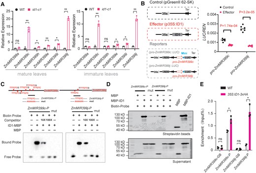 ID1 functions as an upstream regulator by binding directly to the promoter regions of ZmMIR399c and ZmMIR399j. A) Expression levels of 6 primary miR399 precursors (ZmMIR399a, c, h, e, i, j) in mature leaves and immature leaves of the id1-c1 mutant and wild type (WT) by RT-qPCR. Expression levels were normalized to that of ZmUBI. Values are means ± SD; the P-values were determined by Student's t-test (Supplemental Data Set S6). B) Schematic diagram showing the effector and reporter constructs used in the transient transcription activity assays. REN, Renilla luciferase; LUC, firefly luciferase; Mini: minimal 35S promoter. Values means ± SD based on the technical replicates (n = 6) of 1 representative out of 3 independent experiments; Student's t-test (Supplemental Data Set S6) was used to calculate the P-values. C) EMSA showing the binding of ID1 to the ZmMIR399c and ZmMIR399j promoters. Top, distribution of predicted ID1-binding motifs in the ZmMIR399c and ZmMIR399j promoter. The black lines indicate the biotin-labeled probes (ZmMIR399c-P and ZmMIR399j-P) used in EMSA and in vitro DNA pull-down experiments. Bottom, EMSAs showing binding of ID1 protein to the predicted motifs in the ZmMIR399c and ZmMIR399j promoters. “mut” represents biotin probes with the binding motif mutated (Supplemental Data Set S5). D) DNA pull-down analysis showing the binding of ID1 to ZmMIR399c and ZmMIR399j promoters at the predicted motifs. Biotin-labeled probes, ZmMIR399c-P and ZmMIR399j-P, were used to pull down recombinant MBP (control) and MBP-ID1, which were then detected by immunoblotting using an anti-MBP antibody in both the beads and the supernatant. E) Chromatin immunoprecipitation (ChIP) showing the association of ID1 with the ZmMIR399c and ZmMIR399j promoters in vivo. Chromatin from the leaves of 35S:ID1-3×HA transgenic or wild-type (WT) plants was immunoprecipitated with anti-HA Trap. The enrichment (IP%) of the 2 promoter fragments (ZmMIR399c-P and ZmMIR399j-P shown in C) was determined by qPCR. Asterisks indicate significant difference between the 35S:ID1-3×HA transgenic line and wild type (WT) (*P ≤ 0.05; Student's t-test, Supplemental Data Set S6). The gene body regions of ZmMIR399c and ZmMIR399j (ZmMIR399c-GB and ZmMIR399j-GB) were used as negative controls.