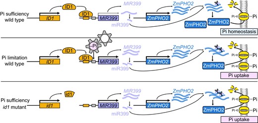 Proposed model for the function of ID1 as a Pi homeostasis regulator. In the absence of Pi stress (upper panel), ID1 represses the expression of ZmMIR399 genes to maintain in vivo Pi homeostasis and normal metabolism. Under Pi limitation (middle panel), the expression of ID1 is not responsive. However, ZmMIR399 expression can be directly upregulated by the response of Pi limitation, which finally promotes Pi uptake through downregulating ZmPHO2. When ID1 is mutated (lower panel), derepression of ZmMIR399 promotes the accumulation of mature miR399, with elevated miR399 levels knocking down the expression of ZmPHO2, resulting in enhanced Pi acquisition and transport. The size of the black arrows indicates expression levels.
