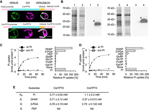 Subcellular localization of CreTPT2 and 3 and in vitro measurements of transport activities. A) Cellular localization of CreTPT2 (upper) and CreTPT3 (lower). A schematic diagram for the construct encoding the CreTPT2/3-VENUS fusion protein is shown above the cell images and described in Materials and methods. VENUS, VENUS fluorescence; Chl, chlorophyll autofluorescence. Scale bars, 5 μm. B) Production of CreTPT2 (1, 2) and CreTPT3 (3, 4) in yeast. Left in each panel, Coomassie Brilliant Blue-stained SDS-PAGE of proteins from total membranes isolated from yeast cells containing the empty vector (1, 3) or harboring the His-CreTPT2 (2) or His-CreTPT3 (4) construct. Right in each panel, corresponding immunoblot detection of recombinant His-CreTPT2 or His-CreTPT3 protein using anti-His antibodies. The calculated molecular masses of the N-terminal His-tagged proteins of CreTPT2 and CreTPT3 were 39 kD and 37 kD, respectively. C) Left, kinetics of Pi exchange by His-CreTPT2 in lipid vesicles. Uptake of 0.25 mM Pi into liposomes was measured in the presence (◼) or absence (□) of 30 mM Pi loaded into the vesicles. Right, analyses of substrate specificity of His-CreTPT2. D) Left, kinetics of Pi exchange by His-CreTPT3 in lipid vesicles. Uptake of 0.25 mM Pi into liposomes was measured in the presence (◼) or absence (□) of 30 mM Pi loaded into the vesicles. Right, analyses of substrate specificity of His-CreTPT3. For the left panels of C and D, the arithmetic mean (±Sd) of 3 independent experiments (each with 3 technical replicates) was plotted with respect to the time after initiating the assay. For the right panels of C and D, liposomes in which His-CreTPT2 and His-CreTPT3, respectively, were incorporated and were preloaded with various substrates (30 mM) and the initial Pi uptake rates (at 0.25 mM external concentration) were determined. Relative velocities were compared with the Pi/Pi homo-exchange, which was set to 100%. The data represent the arithmetic mean (±Sd) of 3 independent experiments (each consisting of 3 technical replicates). E) Kinetic constants of His-CreTPT2 and His-CreTPT3. The Michaelis–Menten constant (KM) for Pi uptake was determined using various external Pi concentrations (0.05 to 5 mM). The competitive inhibition constant (Ki) of the 0.25 mM Pi uptake was measured with increasing competitor concentrations (0.05 to 5 mM). Liposomes were preloaded with 30 mM Pi as the counter-exchange substrate. The data represent the arithmetic mean ± SE of 3 independent experiments. Nd, no competitive inhibitory constant could be measured under the given experimental conditions. DHAP, dihydroxyacetone phosphate; 3-PGA, 3-phosphoglycerate; PEP, phosphoenolpyruvate; Glc6P, glucose 6-P; Glc1P, glucose 1-P; Fru6P, fructose 6-P; Gal1P, galactose 1-P.
