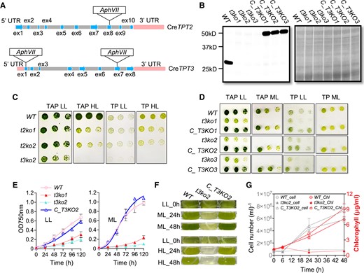 Growth characterization of tpt mutants and complemented strains. A) Molecular map of the CreTPT2 (upper) and CreTPT3 (lower) genes and the positions of the Cas9 targeted sites. The edited site of CreTPT2 is located in exon 8, and edited sites of CreTPT3 are located in exons 1 and 7; t3ko1 has the marker gene inserted in exon 1, and t3ko2 and t3ko3 have the marker gene inserted in exon 7. B) Immunoblot (left panel) of the stained protein profiles (right panel) for wild type (WT), t3ko1, t3ko2, t3ko3, and the complemented strains (C_T3KO1, C_T3KO2, and C_T3KO3). C) Growth of WT, t2ko1, t2ko2, and t3ko2 at various dilutions (see below) on agar plates incubated under LL and HL for 4 d. D) Growth of WT, t3ko1, t3ko2, t3ko3, and the complemented strains (C_T3KO1, C_T3KO2, and C_T3KO3), at various dilutions (see below) on agar plates incubated under LL or ML for 4 d. E) Growth of various strains (indicated) in liquid medium under LL (left panel) or ML (right panel). F) Transition of strains from LL to ML (upper) or to HL (lower) for the indicated times. G) Cell growth (number) and chlorophyll content of cultures at various times after shifting from LL to ML for up to 48 h. In C) and D), cells were spotted on agar plates containing TAP or TP medium and maintained under continuous LL, ML, or HL conditions. The dilution series used was 1.5, 0.75, and 0.375 μg mL−1 chlorophyll equivalent (left to right). For growth in liquid medium, cells were cultured in TP medium to an initial OD750 nm of 0.02 in air and under continuous LL before initiating the various growth analyses in LL, ML, or HL. Each curve represents the arithmetic mean (±Sd) of 3 independent experiments.