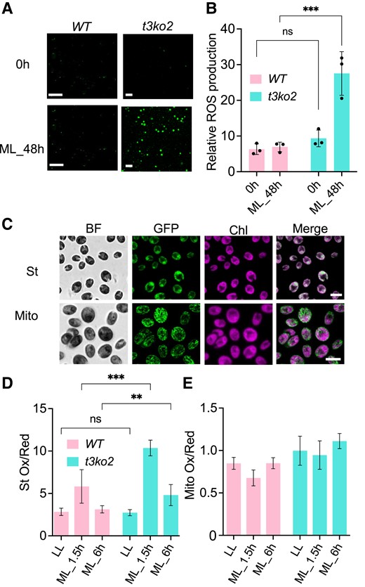 Measurement of intracellular ROS in t3ko2 and WT upon transition from LL to ML. A) ROS levels were evaluated by CM-H2DCFDA fluorescence of WT and the t3ko2 mutant in LL and following exposure to ML for 48 h. Scale bars, 20 μm. B) Quantitation of data in A). Shown are mean values from 3 independent experiments ± Sd. C) roGFP2 protein targeted to the chloroplast stroma (upper panel) or mitochondrion (lower panel). Scale bars: 10 μm; BF, bright field; GFP, roGFP2 fluorescence; Chl, chlorophyll autofluorescence. D to E) Monitoring redox levels in the stroma D) or mitochondrion E) after exposure of WT and the t3ko2 mutant for 1.5 or 6.0 h of ML. Shown are mean values from 3 independent experiments ± Sd; 3 to 4 random images were analyzed for each experiment. For panels B) and D), the asterisks represent significant differences determined by ANOVA tests. **P < 0.005 and ***P < 0.001.
