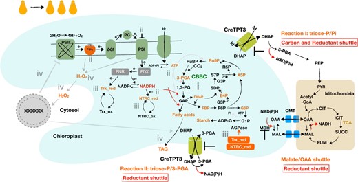 Effect of eliminating Chlamydomonas TPT3 on the chloroplast metabolic landscape. i, reduced triose-P export leads to the accumulation of the sugar-P in the CBB cycle and glycolysis pathway (e.g. triose-P, hexose-P, and marked in orange), and an elevated ratio of 3-PGA/Pi (which can allosterically activate AGPase activity) begins to stimulate the biosynthesis and accumulation of storage carbon; ii, CBB cycle activity diminishes as a consequence of the hyperaccumulation of the precursors with the fixation of CO2, leading to elevation of reductant (NADPH) and energy (ATP) within the chloroplast; the elevated NADPH:NADP+ and ATP:ADP ratios elicit strong feedback on PET, causing hyperreduction of electron carriers (e.g. overreduced PQ pool and highly reduced PSI) that slows electron flow across the cytochrome b6f complex; iii, the highly reduced PET system and elevated NADPH can actively reduce FDX/TRX and the NTRC systems, respectively; reduced TRX and/or NTRC can activate AGPase (above the activity elicited by an increase in the 3-PGA/Pi ratio), leading to additional starch accumulation; iv, hyperreduction of PET can also lead to stromal ROS accumulation that can act as a signal that controls the expression of chloroplast and nuclear genes; ROS also cause damage to both PSII and I and lead to neutral lipid accumulation as a consequence of activation of diacylglycerol acyltransferases (DGATs) and phospholipid diacylglycerol acyltransferase (PDAT). Many of these metabolic/acclimatory steps both overlap and are interconnected. Under conditions of extended exposure to ML, the damage in Chlamydomonas tpt3 mutants can accumulate and lead to cell death; cell death occurs rapidly in HL.