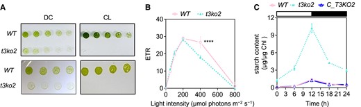 Effects of deletion of CreTPT3 over the diurnal cycle. A) Growth of WT and t3ko2 strains on TP medium agar plates for 4 d under either diurnal cycle (DC) (left panel; 12-h light/12-h dark) or continuous light (CL) (right panel) at an intensity of 60 μmol photon m−2 s−1 (upper panel) or HL (lower panel: 450 μmol photon m−2 s−1). The dilution series are 3, 1.5, 0.75, and 0.375 μg mL−1 chlorophyll equivalent. B) Photosynthetic electron transport rate (ETR) of cells grown under a diurnal rhythm with the light period at an intensity of 60 μmol photon m−2 s−1. C) Accumulation of starch during growth under a diurnal rhythm at a light intensity of 60 μmol photon m−2 s−1.