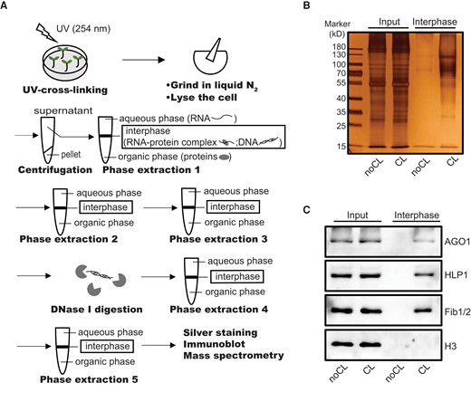 PPE in Arabidopsis. A) Schematic representation of PPE. B) Silver staining of the SDS–PAGE gel with interphase proteins acquired by PPE alongside diluted input (20-fold dilution) from noCL and CL samples. C) Immunoblot showing enriched RBPs (AGO1, HLP1, and Fib1/2) but not histone H3 in the CL samples.