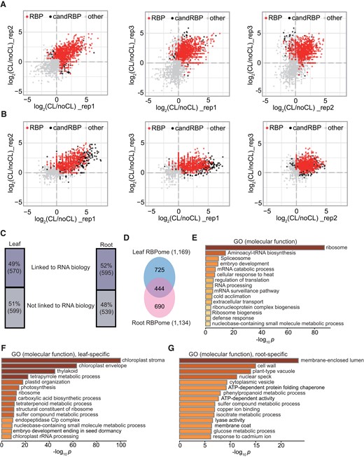 Identification of the RBP proteome using PPE. A, B) Scatter plots showing the reproducibility between biological replicates by comparing the log2 FC (CL + 1/noCL + 1) in leaf A) and root tissue B). Significantly enriched RBPs, candidate RBPs (candRBP), and non-RBPs are indicated. C) Proportions of the RBPs that are linked to RNA biology (57% in leaf and 52% in root) based on GO annotation. Numbers of each category are also shown. D) Comparison of the leaf and root RBPomes. E) Top 15 enriched GO terms of RBPs shared in leaf and root. F) Overrepresented GO terms of leaf-specific RBPs. F) Overrepresented GO terms of root-specific RBPs.
