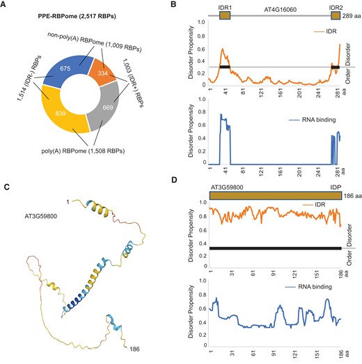 IDRs are engaged in RNA binding. A) IDRs are distributed in 669 poly(A) RBPs and 334 non-poly(A) RBPs. B) IDRs in RBP (encoded by AT4G16060) may contribute to RNA binding. Protein domain architecture with 2 IDRs, the propensity of disorder, and RNA binding for each individual amino acid are shown. Disordered regions are highlighted with thick lines. C) Predicted structure of RBP, an intrinsically disordered protein (IDP) encoded by AT3G59800. D) Domain architecture, the propensity of disorder, and RNA binding for AT3G59800 are shown.