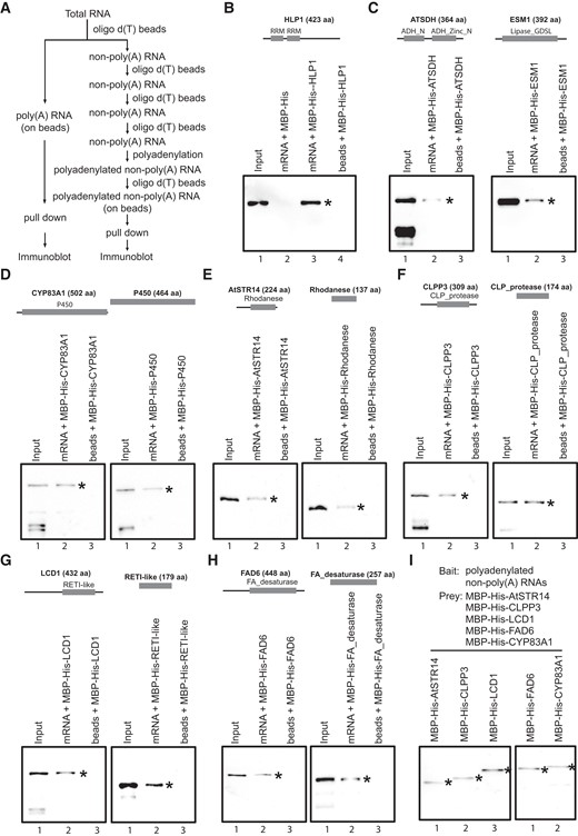 Validation of RBPs in an mRNA pull-down assay. A) Flowchart of the RNA pull-down assay. B) Establishment of the RNA pull-down assay using the known RBP HLP1 as the positive control. Recombinant MBP-His-HLP1 was detected by the anti-His antibody (Lane 3). MBP-His and beads without RNAs were used as negative controls (Lanes 2 and 4). C) Full-length ATSDH and ESM1 bind RNAs in vitro. MBP-His-ATSDH/ESM1 was recognized by the anti-His antibody. D to H) Interaction of 5 non-ploy(A) RBPs (Lane 2, left panel) and their enzymatic domains (Lane 2, right panel) with RNAs. I) Interaction between non-poly(A) RBPs and polyadenylated non-poly(A) RNAs. All recombinant proteins detected by the immunoblot are indicated by *.