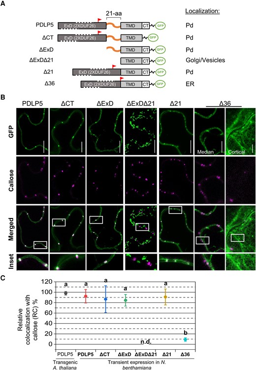 Plasmodesmal targeting requires an extracellular region. A) Diagrams depicting full-length and deletion variant constructs for PDLP5 and representative confocal images showing their normal or lack of plasmodesmal localization. ExD consisting of tandem DUF26 modules (a flag, the last conserved cysteine in the second DUF26). B) Representative confocal images showing subcellular localization of PDLP5 and its variants. All constructs were individually infiltrated in N. benthamiana leaf epidermal cells. Green, GFP; magenta, callose. The inset shows an enlarged image of the boxed region in each merged image. Scale bars, 10 µm. C) Quantitative analysis of colocalization between each GFP fusion and callose. The percentage of colocalization between callose and PDLP5 and its variants was calculated based on the number of aniline blue-stained callose spots that colocalize with punctate GFP signals within the same cells using confocal microscopy. Approximately 30 callose spots were randomly selected from at least 3 different images collected from at least 2 independent experiments. As a control, quantification was also performed on transgenic Arabidopsis plants harboring 35S:PDLP5-GFP for comparison and provide additional context. Statistical analysis was carried out using 1-way ANOVA and Tukey's mean comparison test at α = 0.01; different lowercase letters represent significant differences at P < 0.01. Values are means ± Sd. n.d., not determined; CT, cytosolic tail; aa, amino acid.