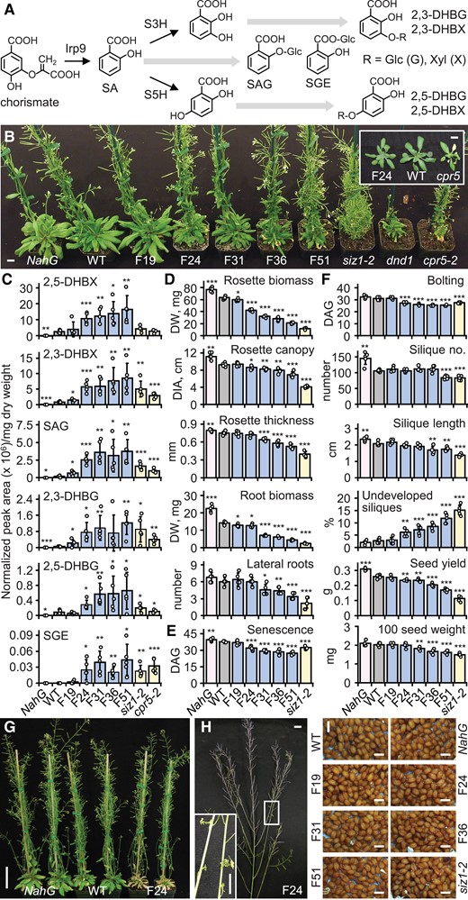 Characterization of the Arabidopsis Fd-Irp9-OE lines. A) Simplified diagram of Irp9-mediated SA biosynthesis and downstream catabolism and conjugation. B) Representative plant morphology 45 DAG at 22 °C. Inset shows juvenile senescence of cpr5-2 not seen in F24. Scale bars, 1 cm. C) Levels of SA-derived conjugates in rosette leaves of WT, homozygous Fd-Irp9-OE lines, and autoimmune mutants at bolting. Data are means ± SD of n = 5 independent pools, each sampled from 3 rosette leaves per plant. D–F) Vegetative growth traits at 28 DAG (D), onset of senescence (E) and bolting (F), and seed traits at 50 DAG (F). Data are means ± SD of n = 5 plants. G) Premature senescence in F24 (right) compared with WT (middle) and NahG (left). Scale bar, 5 cm. H) Representative images of F24 at seed set (scale bar, 1 cm). Inset shows incompletely developed siliques (scale bar, 0.5 cm). I) Representative images of seeds. Scale bars, 0.5 mm. Statistical significance was determined by 2-sided Student's t-test against WT (***P < 0.001; **P < 0.01; *P < 0.05). The growth phenotypes were reproducible in more than 10 experiments. The experiment for SA analysis was conducted 4 times with similar trends. DHBG, dihydroxybenzoate glucoside; DHBX, dihydroxybenzoate xyloside; SA, salicylic acid; S3H, SA 3-hydroxylase; S5H, SA 5-hydroxylase; SAG, SA-glucoside; SGE, SA-glucose ester.