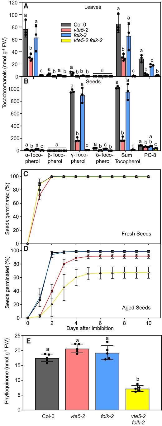 Arabidopsis vte5-2, folk-2, and vte5-2 folk-2 mutant plants are deficient in tocochromanols and phylloquinone. A) Tocochromanols were extracted from leaves of 4-wk-old plants and measured by HPLC. B) Tocochromanols extracted from seeds were measured by HPLC. C) Germination rate of vte5-2, folk-2, and vte5-2 folk-2 seeds. Germination rates were determined for fresh, dry seeds (stored for 1 mo at 4 °C). Seeds were placed on wet filter papers and after 1 d of stratification, the germination rate was determined every day. D) Germination rate of artificially aged seeds (40 °C, 100% humidity, 72 h). E) Phylloquinone contents in vte5-2, folk-2, and vte5-2 folk-2 leaves. Phylloquinone was extracted from leaves of 4-wk-old Arabidopsis plants and measured by fluorescence HPLC after postcolumn reduction. Data represent means ± Sd of 3 different plants. Letters within each tocochromanol class indicate significant differences; 1-way ANOVA with post hoc Tukey test, P < 0.05.
