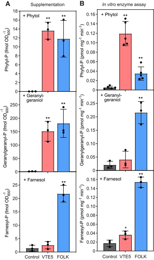 VTE5 and FOLK display kinase activities with different isoprenoid alcohols. A) Supplementation of phytol, geranylgeraniol, or farnesol to S. cerevisiae cells expressing VTE5 or FOLK. The cDNAs of VTE5, FOLK, or GFP (control) were expressed in S. cerevisiae and the cells cultivated in the presence of 5 mM phytol, geranylgeraniol, or farnesol. Phosphorylation products (phytyl-P, geranylgeranyl-P, and farnesyl-P) were analyzed by LC-MS/MS and calculated as fmol per OD600. B) Isoprenoid alcohol kinase assays with VTE5 and FOLK. Isoprenoid alcohol kinase assays were performed with microsomal fractions of VTE5 and FOLK proteins expressed in S. cerevisiae. The assays included 5 mM of phytol, geranylgeraniol, or farnesol with an equimolar mix of NTPs. Phytyl-P, geranylgeranyl-P, and farnesyl-P were analyzed by LC-MS/MS. Data represent the means ± Sd of 3 replicates. Significant differences to control: *P < 0.05; **P < 0.01, Student t-test. OD600, optical density at 600 nm.