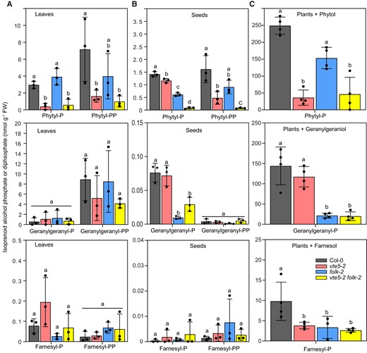 Isoprenoid alcohol phosphate contents in leaves and seeds of the Arabidopsis vte5-2, folk-2, and vte5-2 folk-2 mutants. A) Isoprenoid alcohol monophosphates (-P) and diphosphates (-PP) in leaves of 4-wk-old Arabidopsis plants grown on MS medium. B) Isoprenoid alcohol monophosphates and diphosphates in seeds. C) Leaf isoprenoid alcohol phosphate contents after supplementation with phytol, geranylgeraniol, or farnesol. Three-week-old plants were incubated in liquid culture supplemented with 5 mM phytol, geranylgeraniol, or farnesol for 24 h. Phytyl-P, phytyl-PP, geranylgeranyl-P, geranylgeranyl-PP, farnesyl-P, and farnesyl-PP were measured by LC-MS/MS. Data represent means ± Sd of 3 replicates of different plants. Letters indicate significant differences for each compound class; 1-way ANOVA with post hoc Tukey test, P < 0.05.