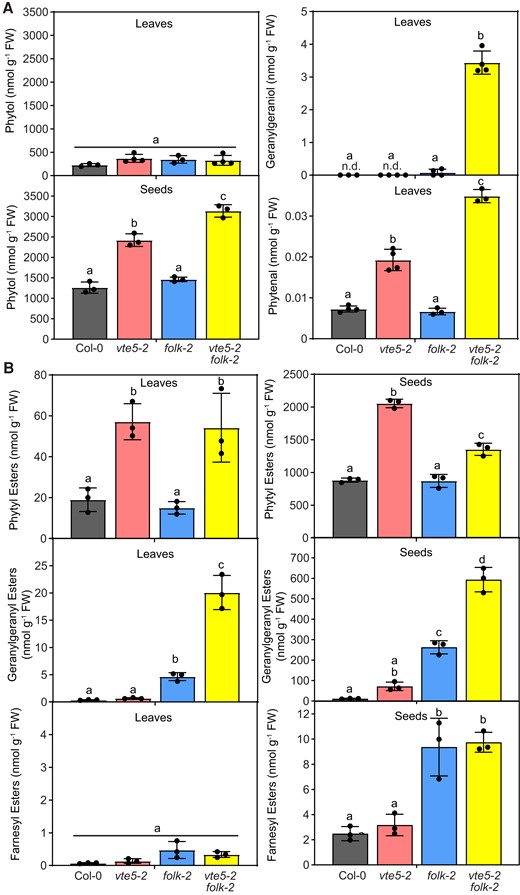 Isoprenoid alcohols, phytenal, and fatty acid isoprenoid alcohol esters in leaves and seeds of Arabidopsis vte5-2, folk-2, and vte5-2 folk-2 plants. A) Isoprenoid alcohols were extracted from leaves or seeds and analyzed by GC-MS after silylation. Only phytol and geranylgeraniol were detected in leaves and only phytol in the seeds, while farnesol in leaves and geranylgeraniol and farnesol in seeds were below the detection limit. Phytenal was extracted from leaves, derivatized with methoxylhydroxylamine, and analyzed by LC-MS/MS. B) FAPEs, geranylgeranyl esters, and farnesyl esters were determined by direct infusion Q-TOF MS/MS in leaves or seeds of soil-grown plants. The composition of isoprenoid alcohol esters is provided in Supplementary Fig. S4. Data represent means ± Sd of 3 to 4 replicates. Letters indicate significant differences for each compound class; 1-way ANOVA with post hoc Tukey test, P < 0.05.