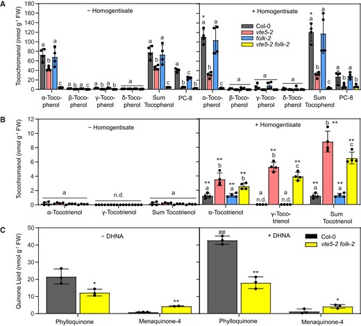 Tocochromanol and phylloquinone/menaquinone-4 contents in vte5-2, folk-2, and vte5-2 folk-2 plants after homogentisate or DHNA supplementation. A) Two-week-old Arabidopsis plants were grown on a control medium (− homogentisate) or medium supplemented with 5 mM homogentisate (+ homogentisate) for 9 d. Tocopherols and PC-8 were extracted from leaves and measured by HPLC. B) Tocotrienol contents in plants grown on control or on homogentisate-supplemented medium. C) Two-week-old plants were transferred to solid medium containing 2.5 mM DHNA (+ DHNA) or without DHNA (− DHNA) and grown for another 9 d. Phylloquinone and menaquinone-4 contents were measured by HPLC with postcolumn reduction. Data represent means ± Sd of 3 to 4 replicas of different plants. A, B) Letters indicate significant differences for each compound class; 1-way ANOVA with post hoc Tukey test, P < 0.05. Asterisks indicate differences between treatments; Student t-test: *P < 0.05; **P < 0.01. C) Significant differences to Col-0; **P < 0.01, Student t-test. Significant differences between treatments; ##P < 0.01, Student t-test. n.d., not detectable.