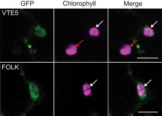 Subcellular localization of VTE5 and FOLK. Leaves of N. benthamiana plants were infiltrated with Agrobacterium tumefaciens cells carrying the constructs pLH9000-VTE5-eGFP (top) or pLH9000-FOLK-eGFP (bottom panels). After 4 d, leaves were analyzed by CLSM. Colocalization of the GFP fluorescence and chlorophyll autofluorescence is indicated with white arrows. Red arrows indicate chloroplasts in untransformed cells, which lack green fluorescence. The absence of green fluorescence from these chloroplasts indicates that there was no overflow of chlorophyll fluorescence to the green channel. Bars = 10 µm.
