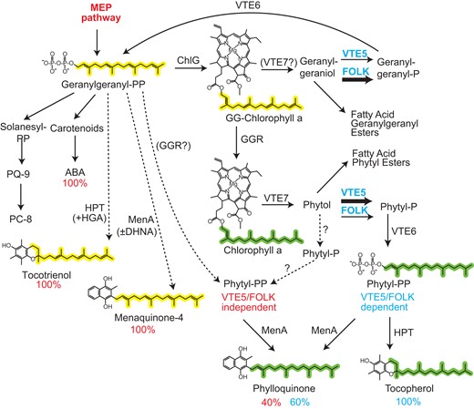 Geranylgeranyl-PP from the MEP pathway and phytyl-PP contribute to isoprenoid synthesis in the chloroplast. Geranylgeranyl-PP is derived from the isoprenoid de novo synthesis pathway (MEP pathway) and is employed for the synthesis of carotenoids, ABA, and geranylgeranyl-chlorophyll. GG-chlorophyll is converted into chlorophyll by GGR. Hydrolysis of GG-chlorophyll and chlorophyll gives rise to the release of geranylgeraniol and phytol, respectively. Geranylgeraniol and phytol are phosphorylated by VTE5 or FOLK. Geranylgeranyl-PP and phytyl-PP are derived from a second phosphorylation by VTE6. The percent numbers indicate the relative contribution of geranylgeranyl-PP or phytyl-PP to the different isoprenoids. During homogentisate (HGA) supplementation, or in the presence or absence of DHNA, tocotrienols and menaquinone-4 are produced in vte5-2 folk-2 plants (dashed arrows). Phylloquinone is produced not only from phytyl-PP derived from the kinase reactions but also from geranylgeranyl-PP from the MEP pathway, which is potentially converted into phytyl-PP by a side reaction of GGR (dashed arrow).