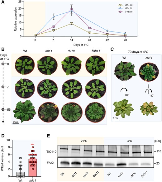 Gene expression, phenotypic, and immunoblot analysis of Arabidopsis protease loss-of-function mutants rbl11, rbl10, and ftsh11 grown under standard and cold (4 °C) conditions. Plants were grown under standard conditions (21 °C day and night temperature, 10 h day length and 120 µE light intensity) for 3 wks and then treated with cold (4 °C day and night temperature, 10 h day length, and 120 µE light intensity). A) Gene expression levels of RBL11, FTSH11, and RBL10 in the Wt by qRT-PCR under standard growth conditions (0 d at 4 °C) and several days during cold treatment (7, 14, 28, 42, and 70 d at 4 °C). Data represent relative mean expression levels of 3 biological replicates and are normalized to standard conditions (0 d at 4 °C) using UBQ as an internal control. B) Phenotypic analysis of rbl11, rbl10, and ftsh11 Arabidopsis plants. Images were taken from plants grown under standard conditions and after chilling for 7 and 56 d. C) Wt and rbl11 rosettes were cut after 70 d of cold treatment and rotated to highlight the wilted leaves. D) Number of wilted leaves per plant in Wt and rbl11 after 70 d of cold treatment. E) Immunoblot analysis via FAX1 antibody in isolated chloroplast envelopes of Wt, rbl11, rbl10, and ftsh11 from plants grown under standard conditions (21 °C) and plants grown for 7 d at 4 °C. Immunoblot detection via Tic110 antibody is used as a control and shows an equal loading of the protein samples at 3 µg per lane. Error bars in A) represent ± Sem. Error bars in D) are ± Sd. Asterisks indicate significant differences between Wt and mutant using a t test: ***P-value ≤ 0.001 (Supplementary Data Set 3).