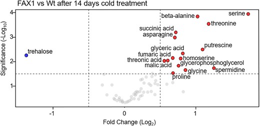 Volcano plot of the metabolic differences measured between Wt and FAX1 Ox#2 rosette leaves, cold treated for 14 d at 4 °C. The dots represent decreased and increased metabolites with a log2 fold change ≥ 0.5 and P-value ≤ 0.05. The complete data set is available in Supplementary Table S4. Significant differences between the 21 °C and 4 °C treatments were analyzed using a t test (Supplementary Data Set 3).