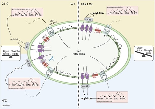 Proposed model for the influence of the FAX1 abundance, controlled by the envelope-located RBL11, on cold adaptation via balancing the glyco- and phospholipid contents in Arabidopsis. In Wt, the glyco- and phospholipid levels are balanced to gain ideal conditions for growth and development under diverse environmental conditions. During low temperature, RBL11 interacts with FAX1, which leads to a decrease of FAX1 abundance. The associated reduced export of FAs, and concomitant slowdown of the eukaryotic pathway for lipid biosynthesis, seems to be an efficient mechanism for cold acclimation. In FAX1-overexpressing (Ox) plants however, the permanent increased export of FAs from the chloroplast, which stimulates lipid biosynthesis in the ER, leads to a shift to phospholipid synthesis. In FAX1 Ox lines, RBL11 is unable to decrease FAX1 protein abundance, and the disturbed glyco- to phospholipid ratio impairs the efficient acclimation to cold temperatures, resulting in cold- and frost-sensitive mutants.