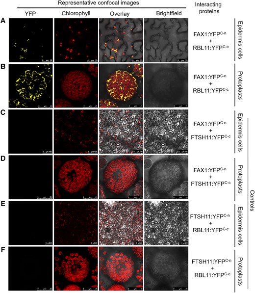 Probing of putative RBL11 targets. A to F) Constructs of full-length coding sequences were fused upstream to the C-terminus of YFP and transiently expressed in N. benthamiana leaves by agroinfiltration. YFP and chlorophyll fluorescence signals were recorded 4 d after infiltration in epidermis cells as well as in isolated protoplasts by confocal microscopy. Please note the different scale bar size between panels.