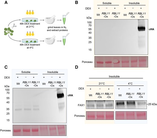 Cold-induced degradation of FAX1 by RBL11 in Arabidopsis. A) Scheme of experimental setup. B) Immunoblot analysis via HA antibody of soluble and insoluble (membrane) protein extracts from Wt and transgenic plants expressing RBL11 tagged with a HA epitope (∼32 kDa) under the control of a 35S promoter after induction with DEX for 48 h at 21 °C. C) Immunoblot detection via HA antibody of soluble and insoluble (membrane) protein extracts from Wt and transgenic plants expressing RBL11 tagged with a HA epitope (∼67 kDa) under the control of a 35S promoter after induction with DEX for 48 h at 4 °C. Note that the size of the protein (∼67 kDa) comes from the presence of an additional biotinylase (∼35 kDa), which was not relevant in this experiment. D) Immunoblot of insoluble protein extracts from Wt and transgenic plants overexpressing RBL11 under the control of a 35S promoter after induction with DEX for 48 h at 21 °C or 4 °C with a FAX1 antibody. Please note that the extraction of whole membranes enriched from cold-treated leaves generally resulted in a higher abundance of FAX1 and is not comparable with results from leaves treated at 21 °C. Ponceau staining in B), C), and D) is representing equal loading of protein samples with 18 µg per lane.