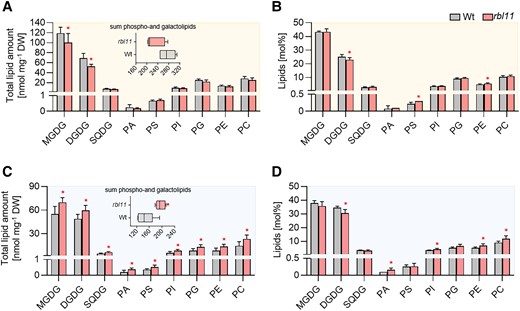 Analysis of galacto- and phospholipids in Wt and rbl11 loss-of-function mutants. Changes in A) total contents and B) relative amounts of different galacto- and phospholipids in rosette leaves of 3-wk-old Arabidopsis plants grown under standard conditions. The box plot in A) shows changes in the sum of the measured total lipid contents. Differences in C) total lipid contents and D) relative galacto- and phospholipid amounts in plants grown under standard conditions for 3 wks before lowering the temperature to 4 °C for 14 d. The box plot in C) shows the changes in the sum of the measured total lipid contents. Data represent the mean of 5 plants per row. Error bars indicate ± Sd. Significance of differences between Wt and mutant was analyzed by Student's t test: *P-value ≤ 0.05 (Supplementary Data Set 3).